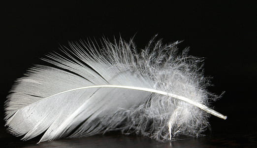 white feather thumbnail