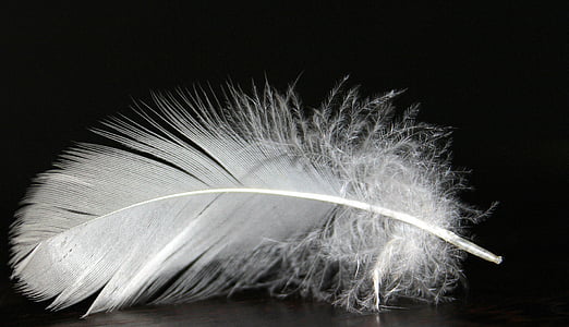 white feather thumbnail