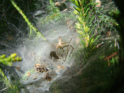 Agelenidae Spider, South West Of France thumbnail