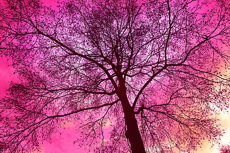 pink leafed tree at daytime illustration thumbnail