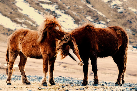two brown horse photo thumbnail
