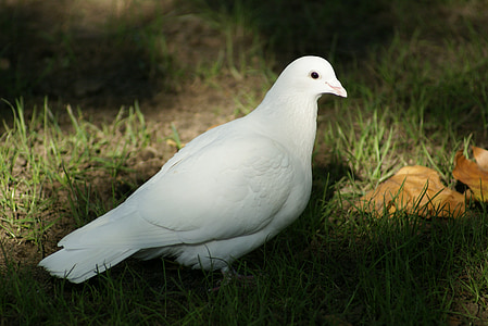 white pigeon thumbnail