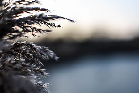 shallow focus photography of brown leafed plant thumbnail