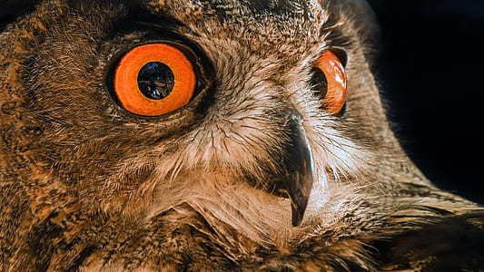 brown owl thumbnail