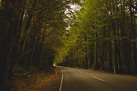asphalt road between trees thumbnail