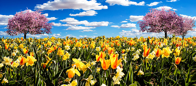 bed of yellow tulip flowers thumbnail