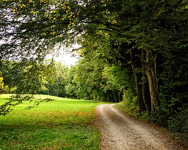 road near forest during daytime thumbnail