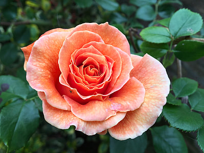 orange petaled flower thumbnail