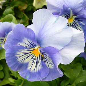 macro photography of purple petaled flower thumbnail