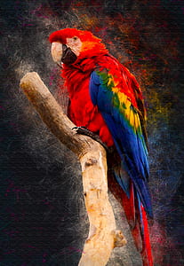 scarlet macaw thumbnail