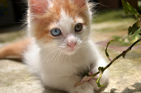 white and orange tabby kitten holding green leaf plant thumbnail
