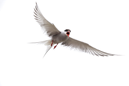 white bird flying thumbnail