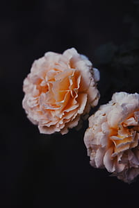 two white-and-orange petaled flowers thumbnail