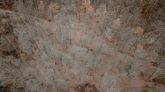 scenery of forest trees thumbnail