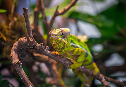 Selective Focus Photography of Green and Brown Chameleon Perched on Brown Tree Branch at Daytime thumbnail