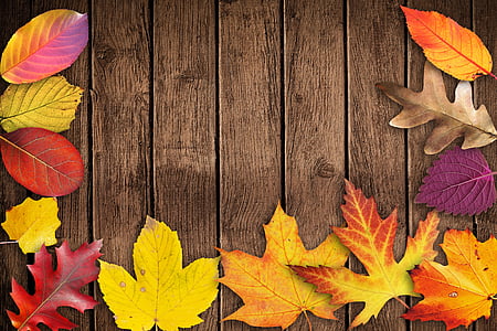 assorted-color leaf on brown wooden surface thumbnail