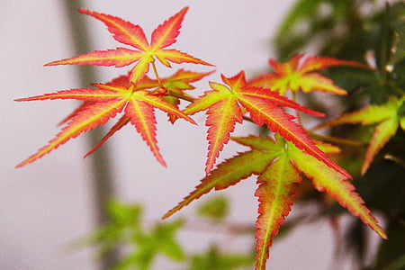 closeup selective focus photography of green-and-red leaf plant thumbnail