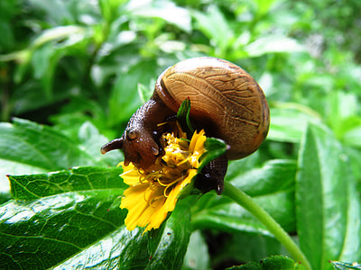 shallow focus photography of brown snail on yellow flower thumbnail