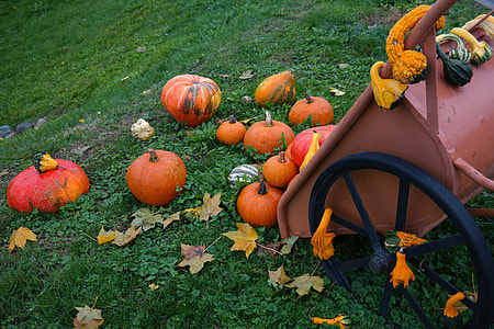 Wheelbarrow, Decorative Squashes thumbnail