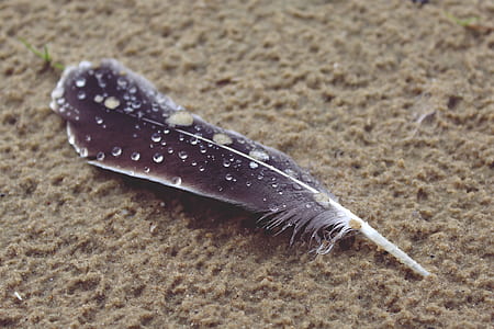 black and white feather thumbnail