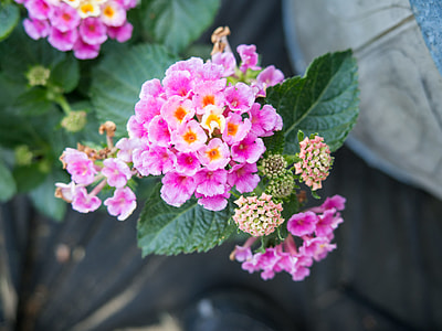 pink flowers thumbnail