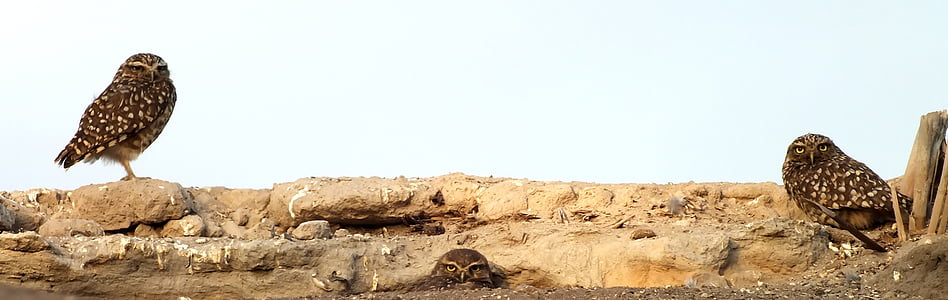 two brown owl birds thumbnail