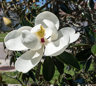 white magnolia flower in bloom thumbnail