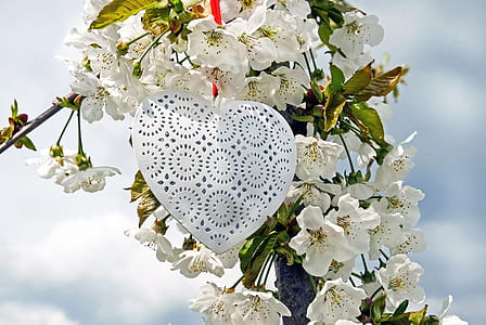 closeup photo of white petaled flowers thumbnail