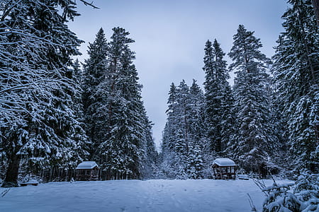 Tall Green Trees Filled With Snows during Winter thumbnail