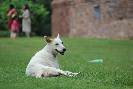 dog on grass field thumbnail