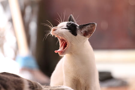 medium-coated white and black cat thumbnail