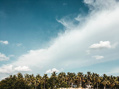 coconut trees under white clouds and blue skies thumbnail