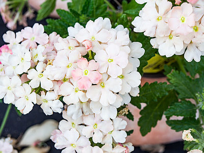 white petaled flower upclose thumbnail