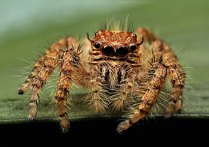 brown and black spider on top of green surface thumbnail