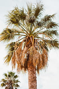 Green Palm Tree thumbnail