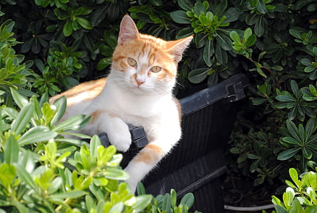 orange tabby cat on black plastic tub thumbnail