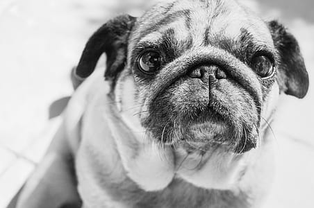 Gray Scale Photo of a Pug thumbnail