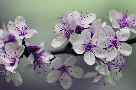 white and purple petaled flower plant thumbnail