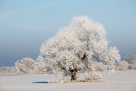 photo of white bare tree thumbnail