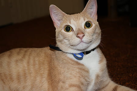 orange tabby cat lying on brown carpet thumbnail