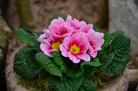 pink-and-yellow primrose flower thumbnail