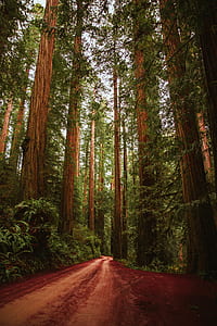 pathway in the middle of green tall trees thumbnail