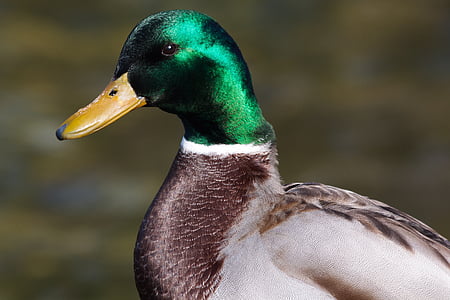 brown and green mallard duck thumbnail