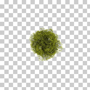 Tree Computer file, Tree top view, green grass PNG clipart