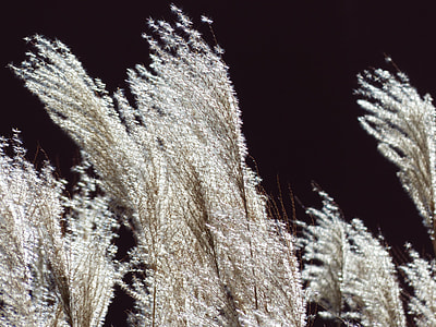 Miscanthus, Miscanthus Sinensis thumbnail
