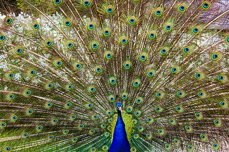 Close-up of Peacock Feathers thumbnail