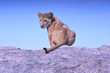 brown feline sitting on gray rock thumbnail