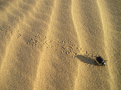 brown beetle on sand thumbnail