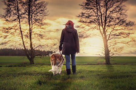 adult brownish-white Saint Bernard and person in black jacket walking on green grasses during sunset thumbnail