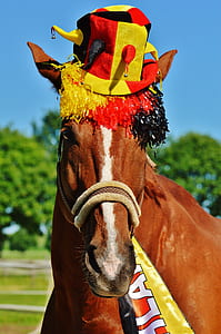 brown horse wearing multicolored hat thumbnail